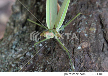 大螳螂的威脅 130244815