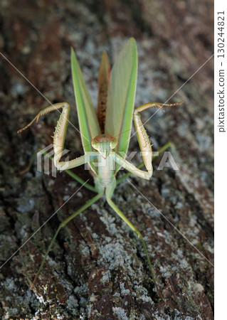 大螳螂的威脅 大螳螂的威脅 130244821