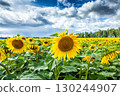 Colorful field with sunflowers on summer day 130244907
