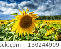Colorful field with sunflowers on summer day 130244909