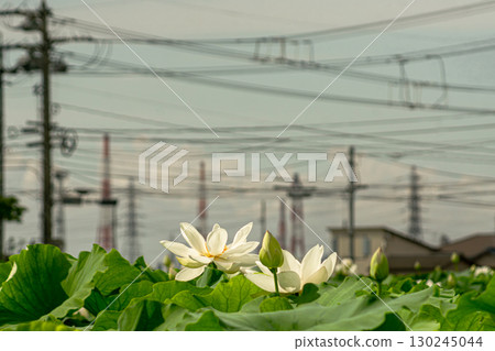 lotus field lotus field 130245044