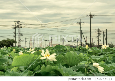 Lotus root field Lotus root field 130245045
