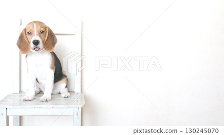 小獵犬小狗坐在椅子上 130245070