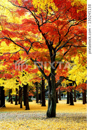 Autumn leaves in Yoyogi Park Red maple leaves and yellow ginkgo trees in late autumn Autumn leaves in Yoyogi Park Red maple leaves and yellow ginkgo trees in late autumn 130245138
