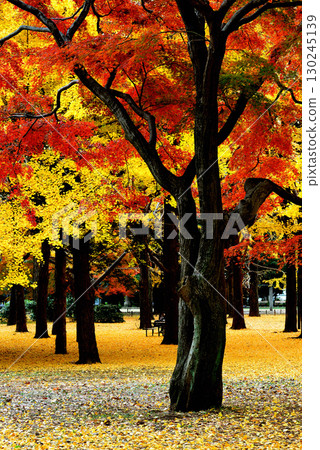 代代木公園的秋葉 深秋的紅色楓葉和黃色的銀杏樹 代代木公園的秋葉 深秋的紅色楓葉和黃色的銀杏樹 130245139