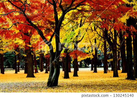代代木公園的秋葉 深秋的紅色楓葉和黃色的銀杏樹 代代木公園的秋葉 深秋的紅色楓葉和黃色的銀杏樹 130245140