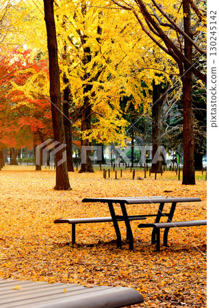 代代木公園的秋葉 深秋的紅色楓葉和黃色的銀杏樹 代代木公園的秋葉 深秋的紅色楓葉和黃色的銀杏樹 130245142