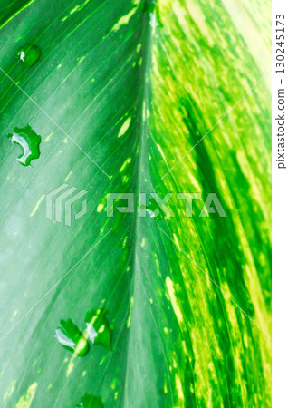 Epipremnum aureus Engl, ARACEAE or Devils Ivy or Golden Pothos or Hunters Robe or Epipremnum aureum or Araceae or bicolor leaf 130245173