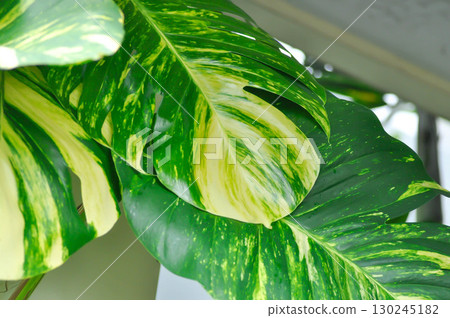 Epipremnum aureus Engl, ARACEAE or Devils Ivy or Golden Pothos or Hunters Robe or Epipremnum aureum or Araceae or bicolor leaf Epipremnum aureus Engl, ARACEAE or Devils Ivy or Golden Pothos or Hunters Robe or Epipremnum aureum or Araceae or bicolor leaf 130245182
