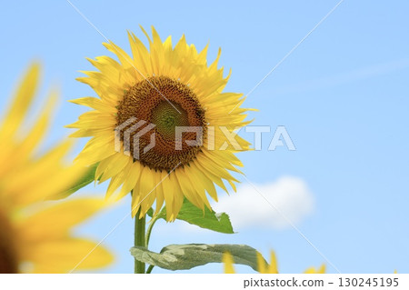 Sunflowers shining in the light, close-up, blue sky background Sunflowers shining in the light, close-up, blue sky background 130245195