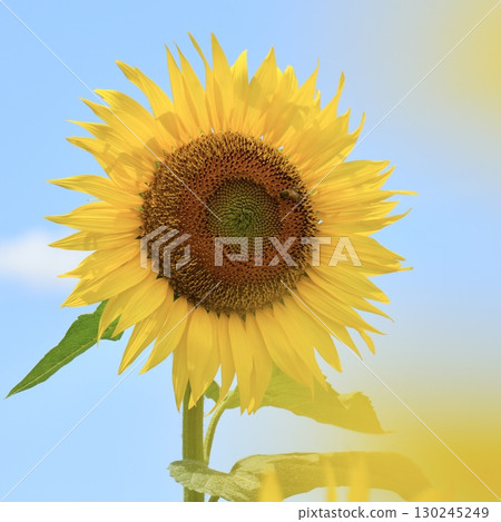 Sunflowers shining in the light, close-up, blue sky background 130245249