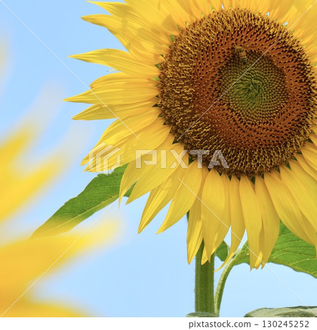 Sunflowers shining in the light, close-up, blue sky background 130245252