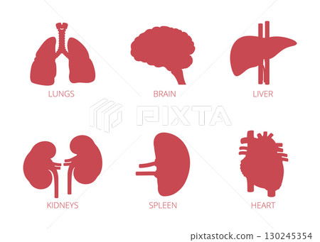 Set of icons of human organs vector illustration stock illustration Set of icons of human organs vector illustration stock illustration 130245354