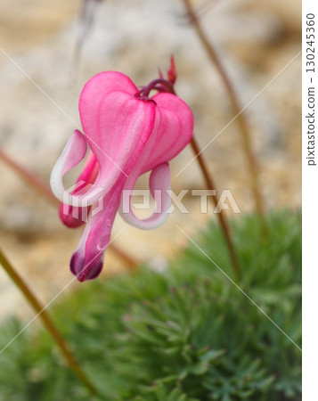 盛開在中央阿爾卑斯山的荷包牡丹（20250822091932） 130245360