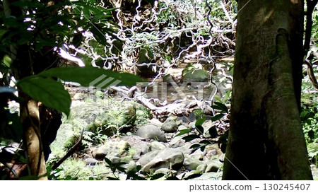 In the forest of Iriomote Island, Yaeyama Islands, Okinawa Prefecture 130245407