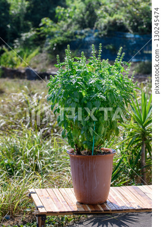 盆栽羅勒在藍天下茁壯成長。是家庭園藝和園藝中很受歡迎的香草。 130245474