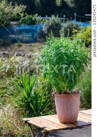 Potted basil plants grow vigorously under the blue sky. A popular herb for home gardening and gardening. Potted basil plants grow vigorously under the blue sky. A popular herb for home gardening and gardening. 130245475