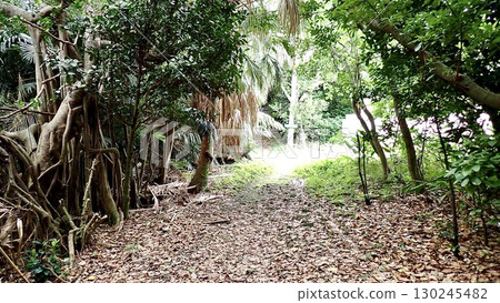 Scenery of Hatoma Nakamori on Hatoma Island in the Yaeyama Islands, Okinawa Prefecture 130245482
