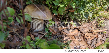 Mushroom on the summer forest Mushroom on the summer forest 130245640