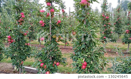 An apple tree laden with ripe, red apples. The leaves are a deep green color. The background is an orchard with other apple trees. The photo perfectly captures the atmosphere of autumn An apple tree laden with ripe, red apples. The leaves are a deep green color. The background is an orchard with other apple trees. The photo perfectly captures the atmosphere of autumn 130245645