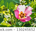Waterside scenery: Hibiscus 130245652