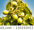 Waterside scenery, persimmon fruit 130245653