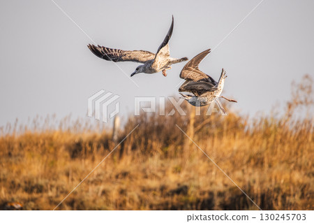 Two seagulls flying low above dry grassland, one with wings bent mid-turn and the other with an open beak in mid-flight interaction. 130245703