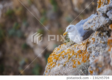 A seagull stands on a rocky cliff covered with orange moss, blending with the natural coastal environment. A seagull stands on a rocky cliff covered with orange moss, blending with the natural coastal environment. 130245704