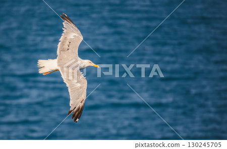 A seagull glides gracefully with wings spread wide above the deep blue sea on a sunny day. 130245705