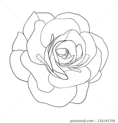 Camellia flowers line art vector Camellia and rose flower head for spring isolated in white background. Vector illustration Camellia flowers line art vector Camellia and rose flower head for spring isolated in white background. Vector illustration 130245708