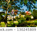 Waterside scenery, silk tree 130245809