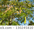 Waterside scenery, silk tree 130245810