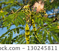 Waterside scenery, silk tree 130245811