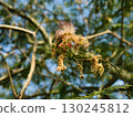 Waterside scenery, silk tree 130245812