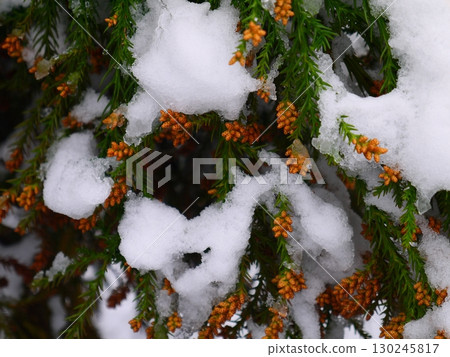 Snow-covered cedar tree branches 130245817