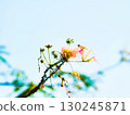 Waterside scenery, silk tree 130245871