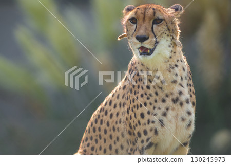 Cheetahs enjoy gazing into the distance 130245973