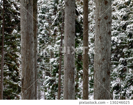冬天的雪松樹 冬天的雪松樹 130246025