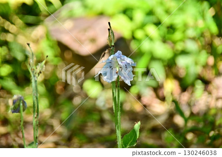 喜馬拉雅藍罌粟花即將凋零，將在2025年的酷暑中綻放 130246038