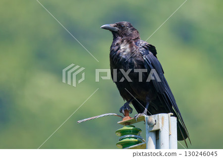 A carrion crow with its inner white feathers visible 130246045