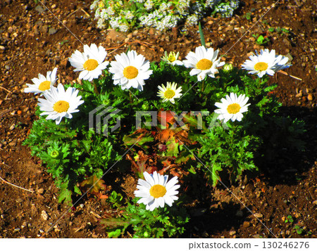 花壇中的瑪格麗特花卉景觀 130246276