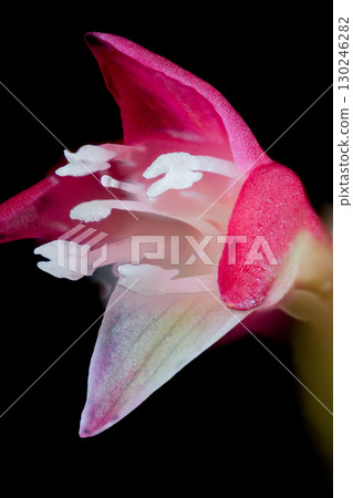 Mizuhiki's flower Mizuhiki's flower 130246282