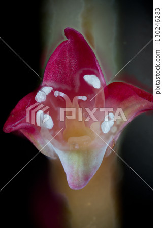 Mizuhiki's flower 130246283