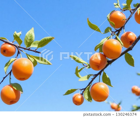 Apricot 130246374