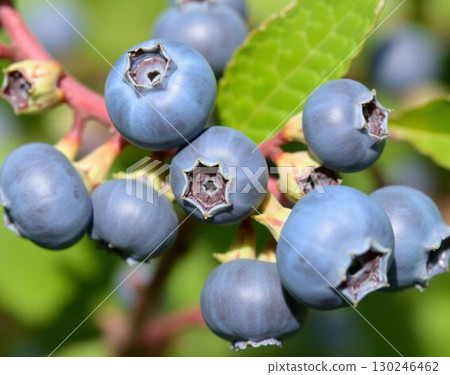Blueberry 130246462