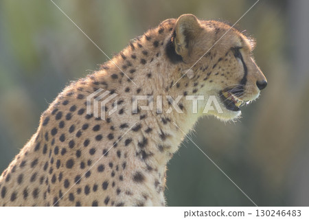 Even the cheetah's beautiful fur drools before its evening meal. 130246483