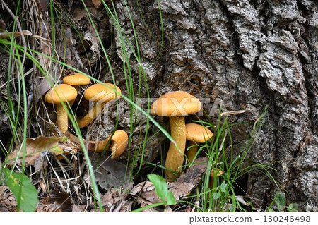野生菇，蜜環菌 130246498
