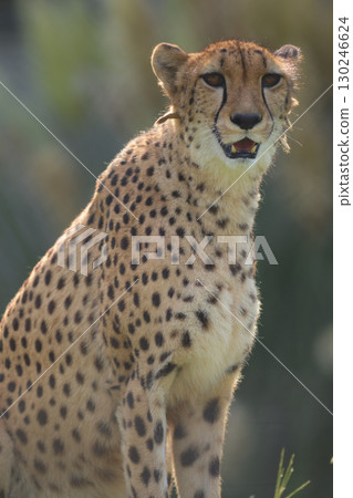 A cheetah looking around, eager to get a meal 130246624