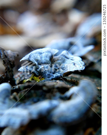 Mushrooms growing on a fallen tree? Mushrooms growing on a fallen tree? 130246725