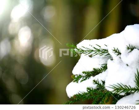 Snow-covered cedar tree branches 130246726